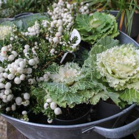 Floristik an der Stör Beate Molzahn Pflanzgefäße 17